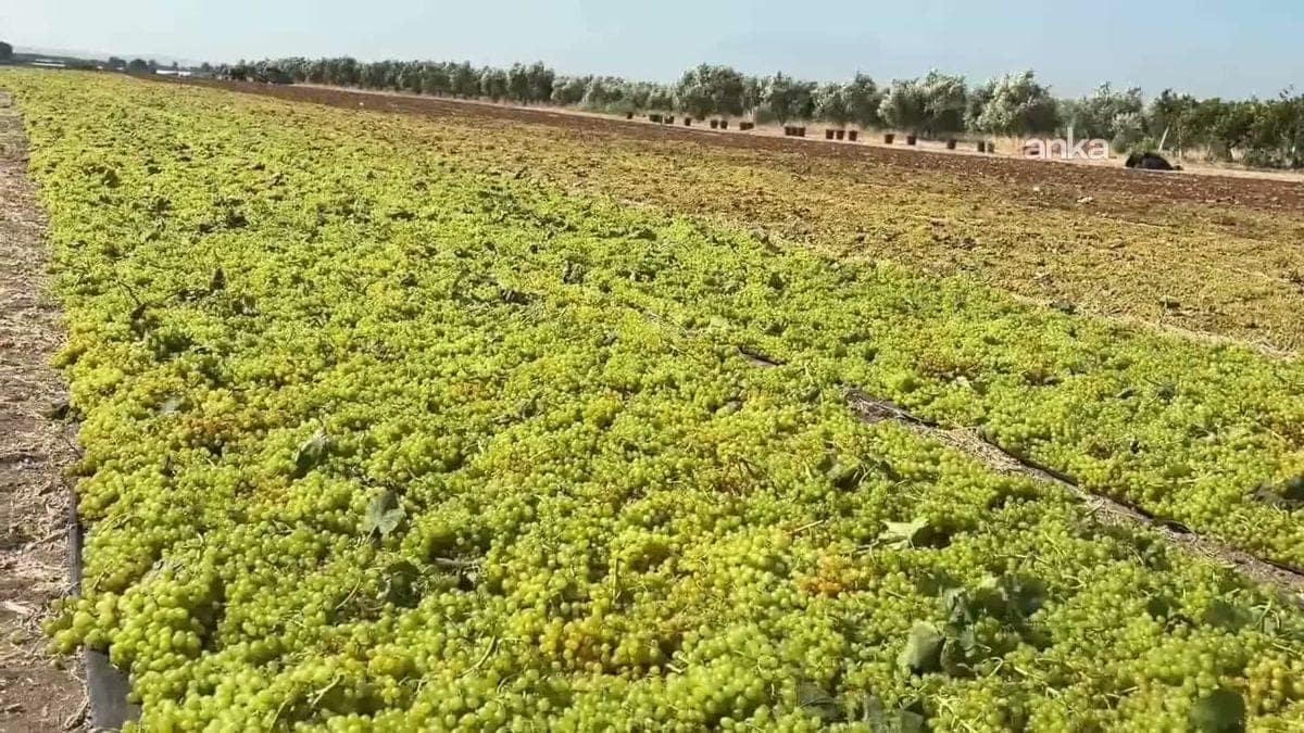 Alaşehir'de üzüm üreticisi isyan etti: 'Maliyetler yüzde 50 arttı, fiyatlar yüzde 50 düştü'