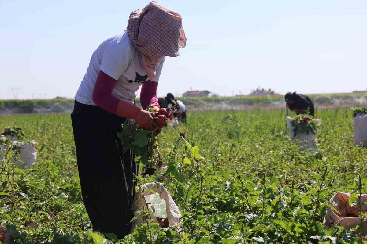 Konya Ovası'nda kırmızı turp hasadı başladı