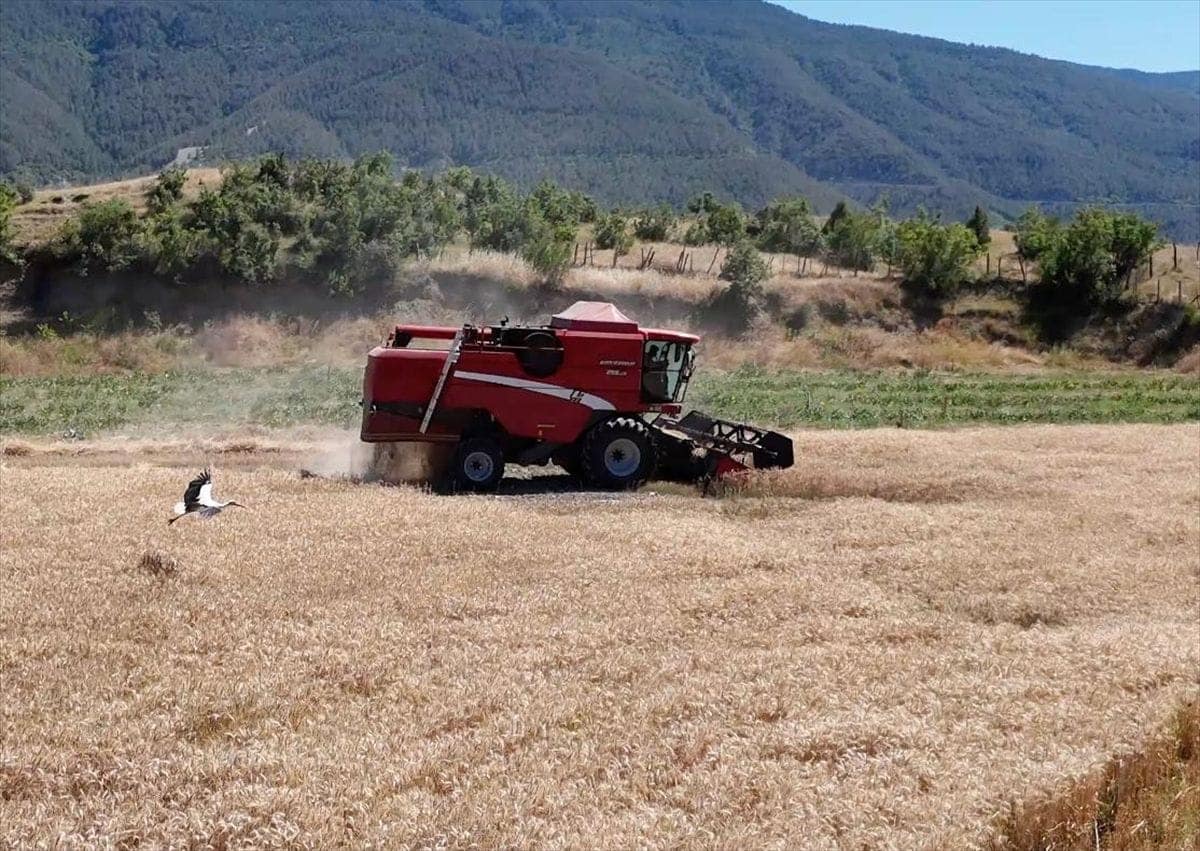 Sinop'un Durağan ilçesinde ıslah edilen tarım arazisinde buğday hasadı yapıldı