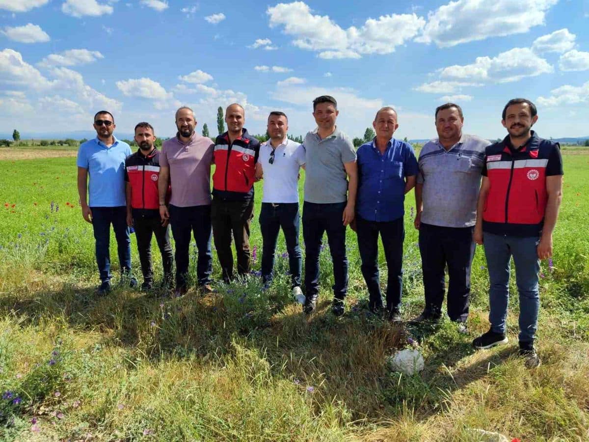 Kütahya'da çörek otu üretimi yakından takip ediliyor